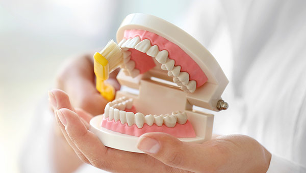 模型を使って説明している様子