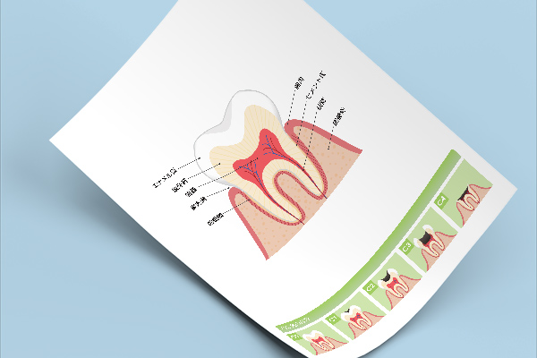 歯の構造の資料